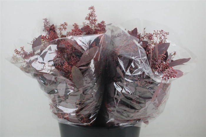 <h4>Euca Populus Berry Short Abs Red 150g Pbs</h4>