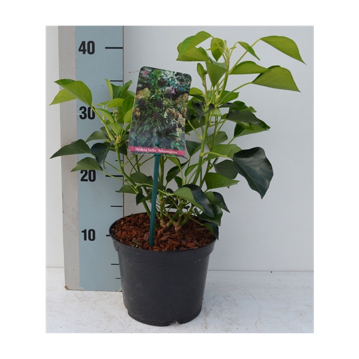 <h4>Hedera Helix 'Arborescens'</h4>