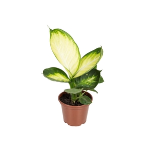 DIEFFENBACHIA TROPIC MARIANA P15