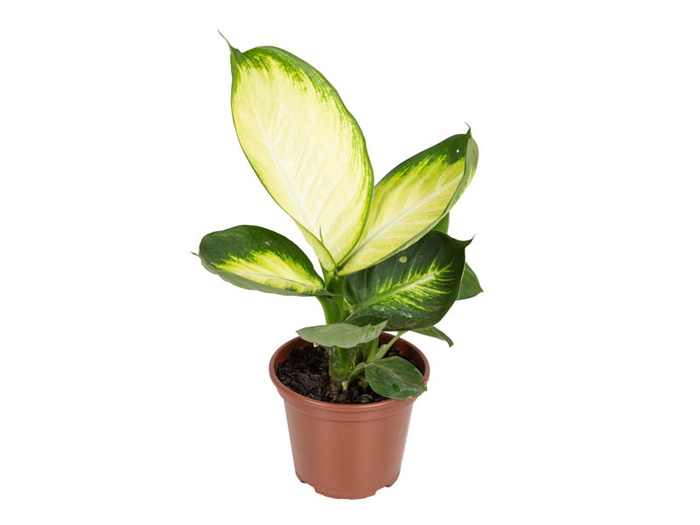 <h4>DIEFFENBACHIA TROPIC MARIANA P15</h4>