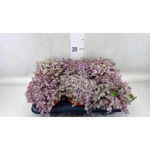 Callisia repens 'Rosato'