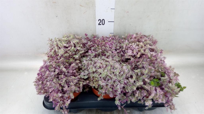 <h4>Callisia repens 'Rosato'</h4>