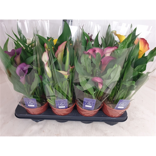 Zantedeschia Mix