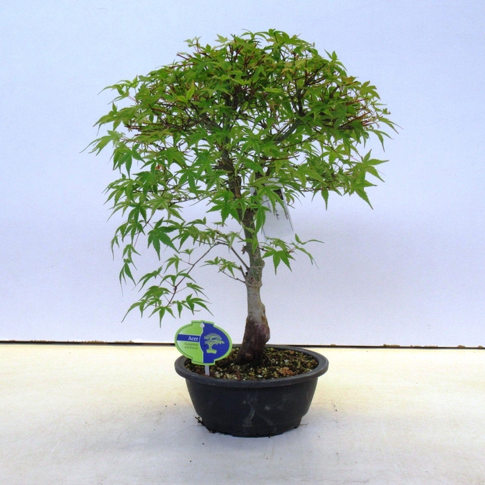 <h4>Acer palmatum benichidori</h4>