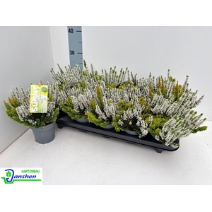 Callu Bl Ci Lig Gem
