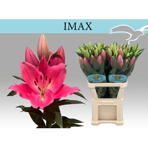 LI OR IMAX
