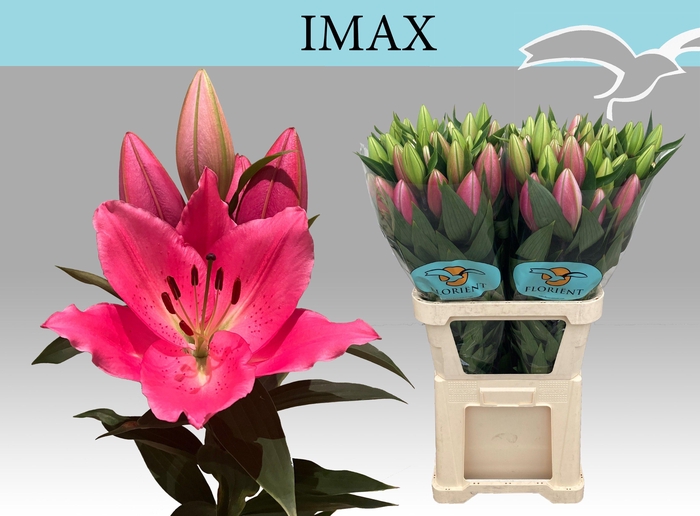 <h4>LI OR IMAX</h4>