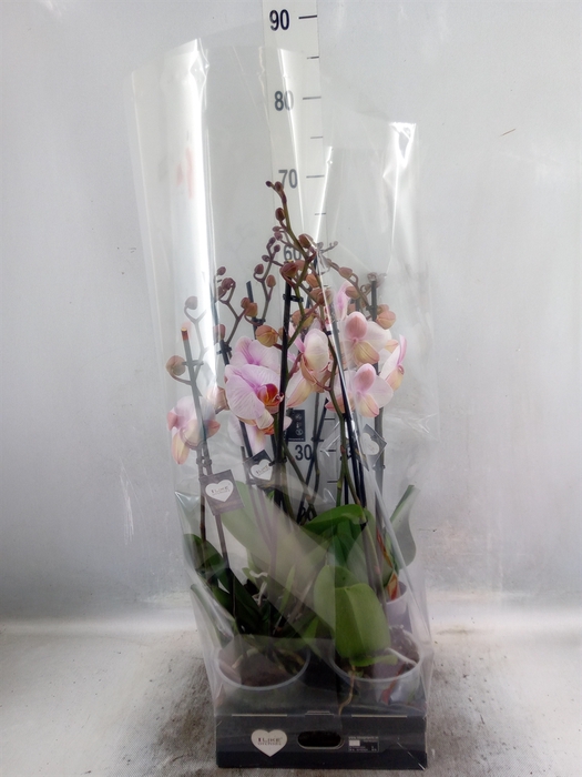 <h4>Phalaenopsis  'Anthura Madrid'</h4>