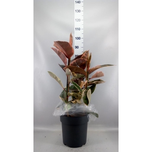 Ficus elastica 'Belize'