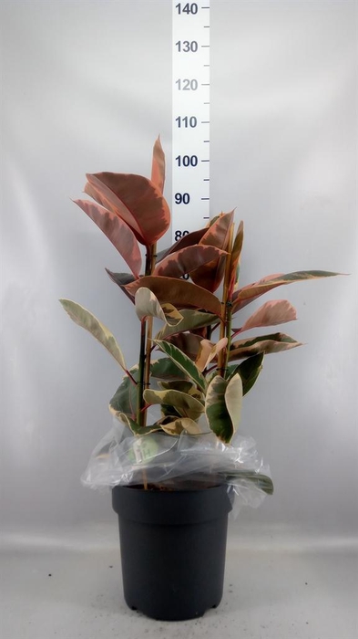 <h4>Ficus elastica 'Belize'</h4>