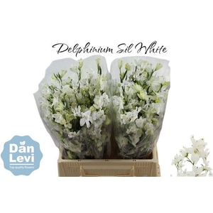 DELPH EN M SIL WHITE
