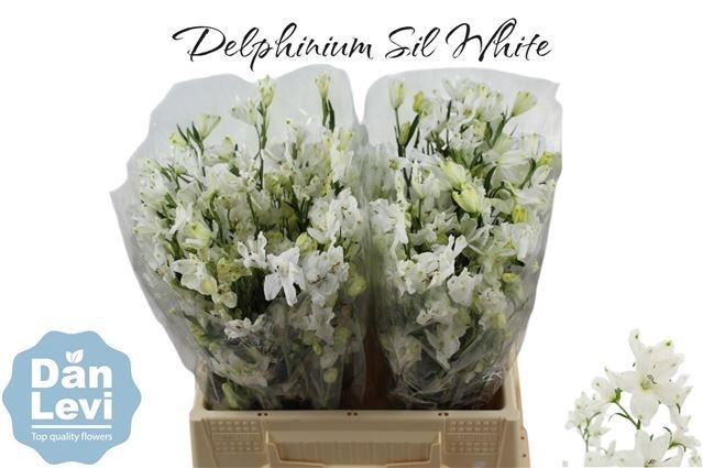 <h4>DELPH EN M SIL WHITE</h4>