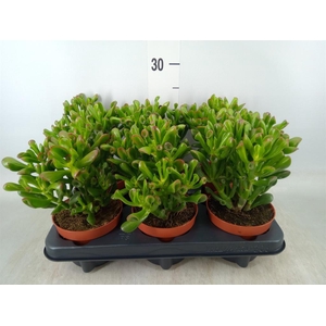 Crassula ovata 'Trompet'