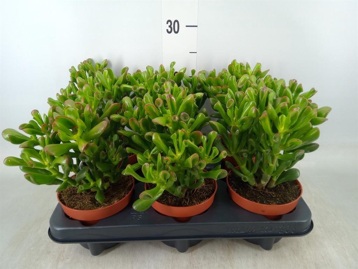 <h4>Crassula ovata 'Trompet'</h4>