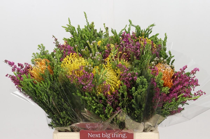 <h4>BQ Nutans + Groen SFB</h4>