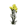 CRAVO SPRAY GUERNSEYELLOW 060 CM