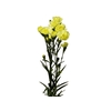 CRAVO SPRAY GUERNSEYELLOW 060 CM