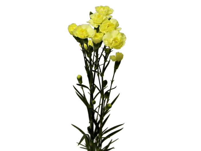 CRAVO SPRAY GUERNSEYELLOW 060 CM