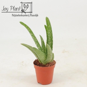 Aloe Vera mini