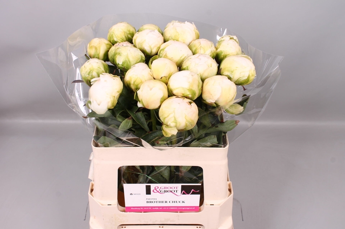 <h4>Paeonia Brother Chuck | Heavy Quality</h4>