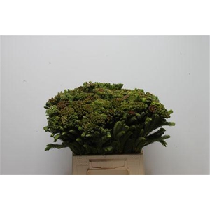 Kaaps Brunia Albiflora Green