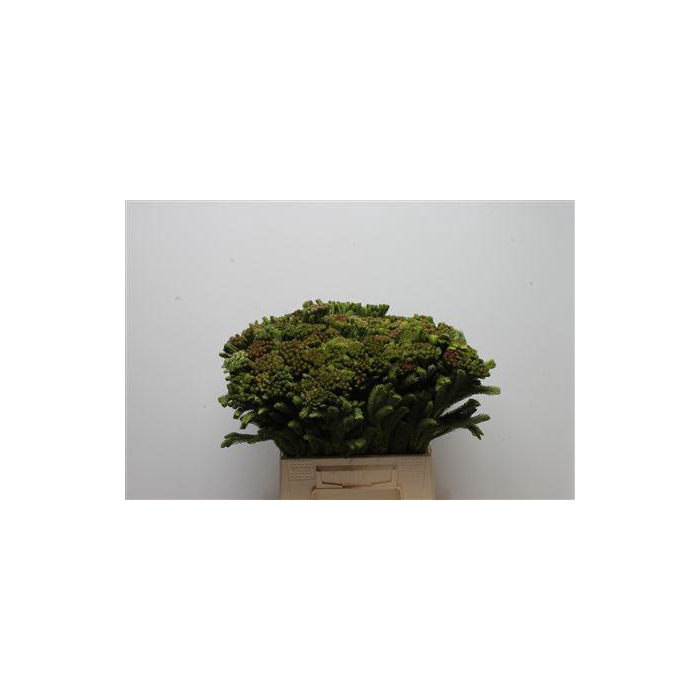 <h4>Kaaps Brunia Albiflora Green</h4>