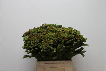 <h4>Kaaps Brunia Albiflora Green</h4>