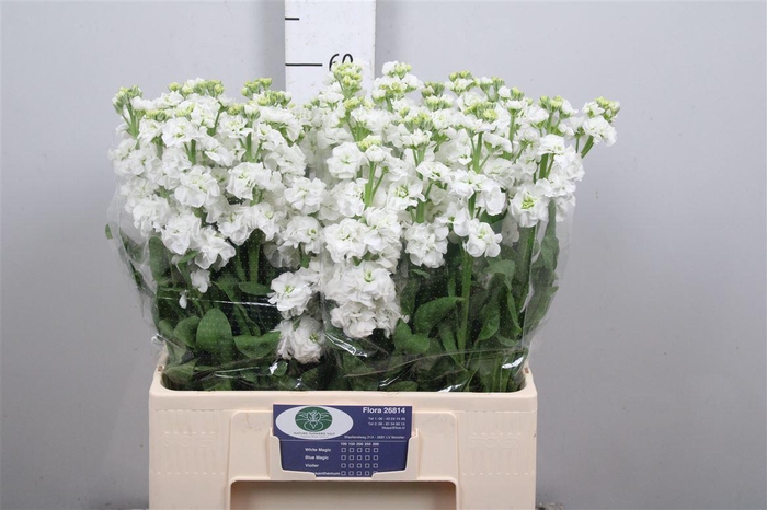 <h4>Matth Aida White</h4>