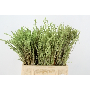 PF Lavender Bs Mint
