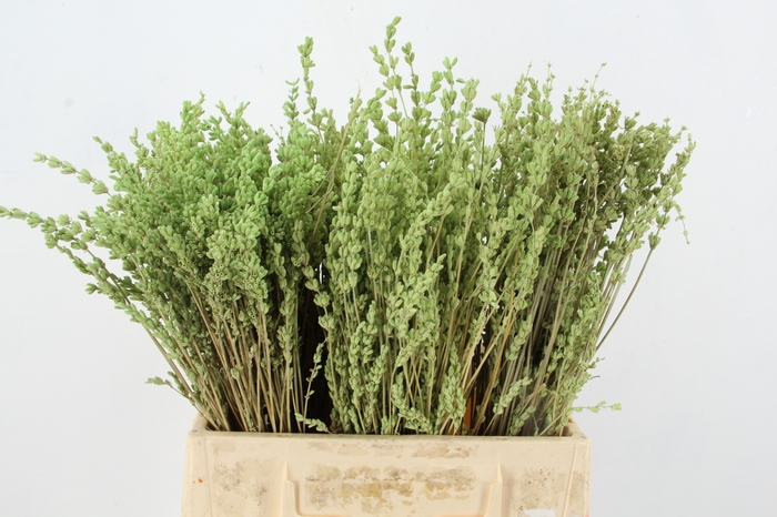 <h4>PF Lavender Bs Mint</h4>