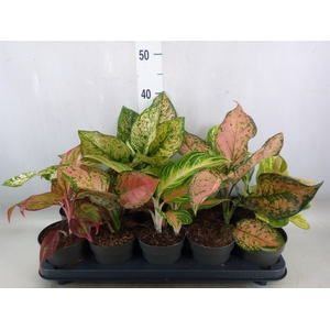 Aglaonema   ...