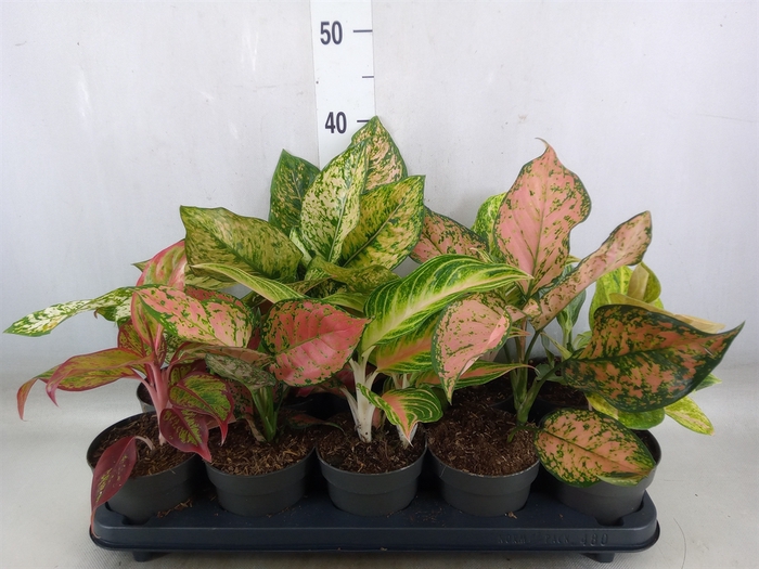 <h4>Aglaonema   ...</h4>