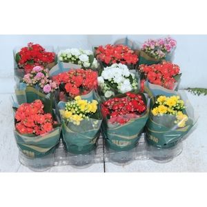 KALANCHOE DOBRADO MINI P09