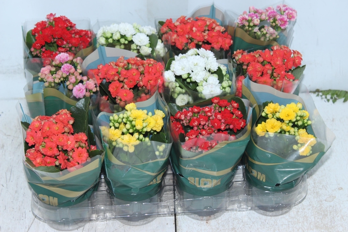 <h4>KALANCHOE DOBRADO MINI P09</h4>
