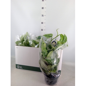 Scindapsus pictus 'Trebie'