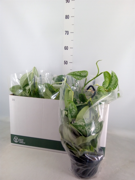 <h4>Scindapsus pictus 'Trebie'</h4>