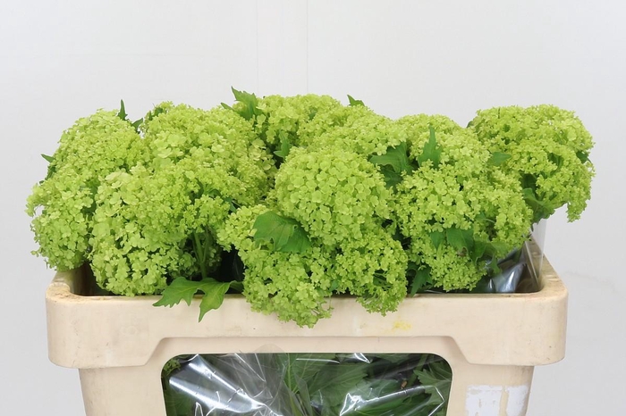 <h4>Viburnum Opulus Roseum</h4>