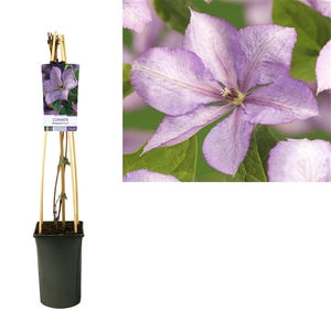 Clematis 'Margaret Hunt' +light label