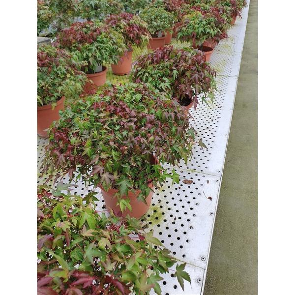 <h4>Acer palmatum 'Kiyohime' in 18cm. trainingspot.</h4>