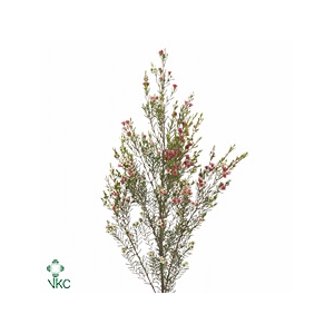 Chamelaucium My Sweet Sixteen