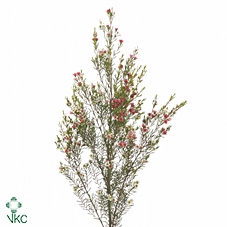 <h4>Cham Un M Sweet 16</h4>