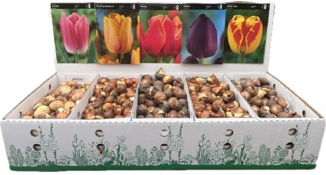 <h4>BLOEMBOL TULIPA</h4>