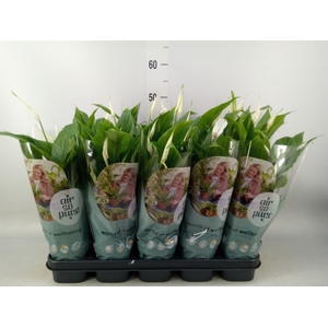 Spathiphyllum  'Bellini'