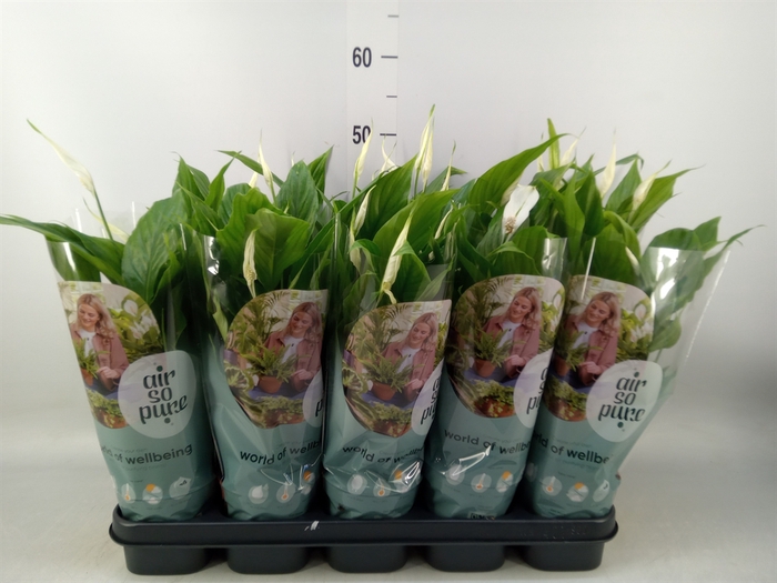 <h4>Spathiphyllum  'Bellini'</h4>