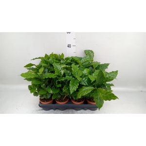 Coffea arabica