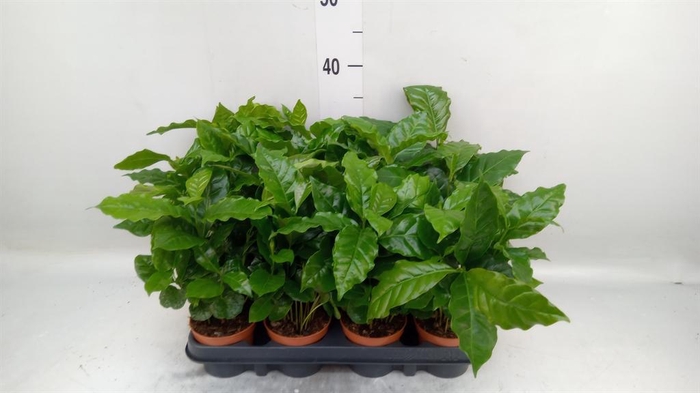 <h4>Coffea arabica</h4>