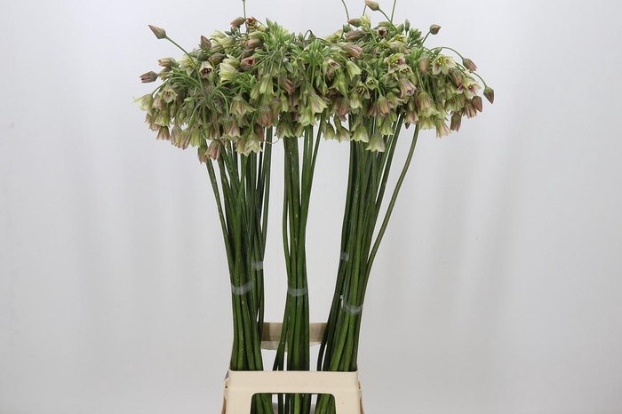 <h4>Allium Nectaroscordum Siculum</h4>