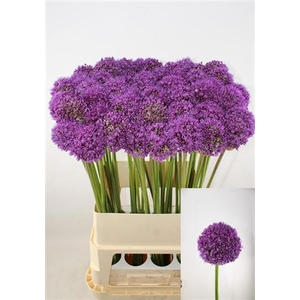 Allium Ambassador