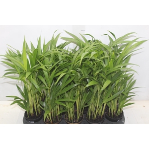 ARECA BAMBU P11