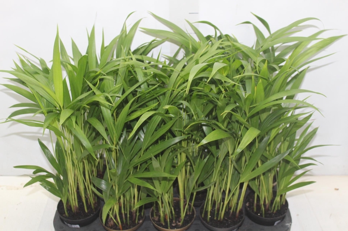 <h4>ARECA BAMBU P11</h4>